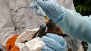 Virus Hunter Monitoring Nipah Virus in Bat Populations  HHMI BioInteractive Video