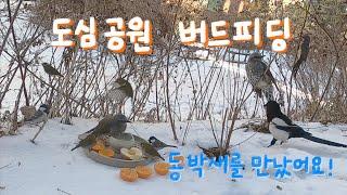 도심 공원에서 버드피딩 bird feeding하기 동박새를 드디어 만났습니다. 도적놈 까치도 만났구요.