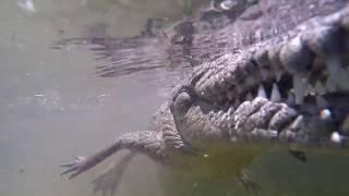 Underwater with American Crocodiles in Jardines de la Reina Cuba