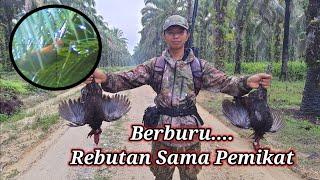 BERBURU AYAM HUTAN SAWIT Part 30  Rebutan Sama Pemikat