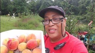 Harvesting My Peaches