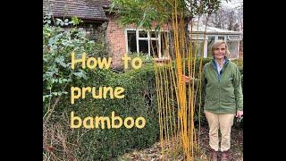 How to prune bamboo