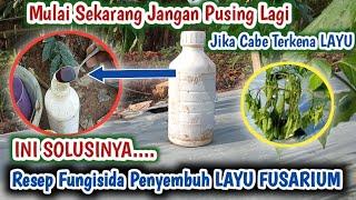 TENANG  LAYU FUSARIUM BISA DISEMBUHKAN DENGAN FUNGISIDA RACIKAN INI