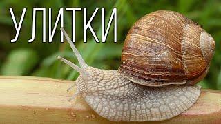 Snails Amazing mollusks  Interesting facts about snails