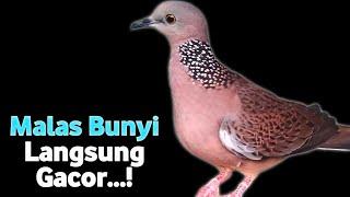 The sound of the female Gacor turtledove calling the male to sound