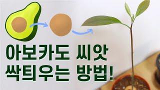 아보카도 씨 버리지 마세요 아보카도 씨앗 싹틔우는 방법 아보카도 씨 발아