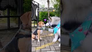 REAKSI ANABUL KETIKA KETEMU CEWE CANTIK‼️ #shorts #anjinglucu #beagle #alaskanmalamute