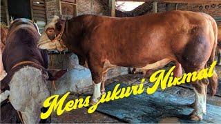 SAPI SIMMENTAL DIKANDANG HENDRA MKM