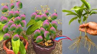 How to propagate Mango from cutting-crafting idea Mango and get the best fruit