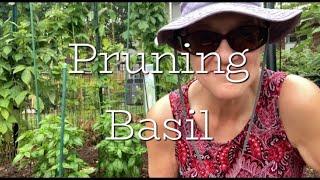 Basil Pruning Harvest & Preserving  Growing Basil Series Episode 4