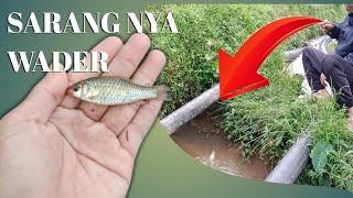 Mancing Wader Di Kali Kecil Strike Berkali Kali