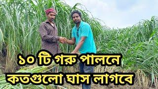 ১০ টি গরু পালনে কতটুকু ঘাসের প্রয়োজন কৃষি চ্যানেল শফিক এগ্রো 