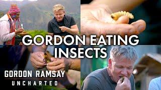 Every Time Gordon Eats An Insect  Gordon Ramsay Uncharted