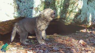Wolf pups first attempts at howling