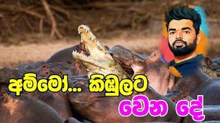 අම්මෝ කිඹුලට කරන දේ බලන්නකෝ...    Animals fight  Hippo vs Crocodile  Suranga Karunanayaka