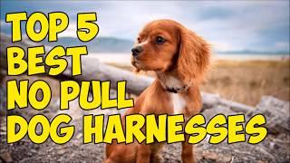 Top 5 Best No Pull Dog Harnesses in 2019