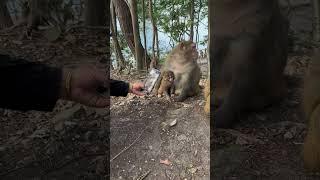 Take a photo of a baby monkey sucking at its mothers breast and the end 