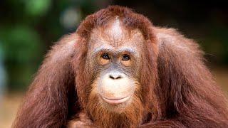Orangutan Encounters in Borneo Klotok Adventure with Come2Indonesia