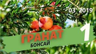 Бонсай из граната. Формирование кроны. Часть 1  Март 2019