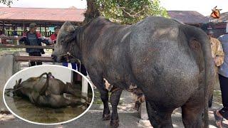 BIKIN JAGAL UNTUNG BESAR SEGINI TERNYATA HASIL KARKAS SAPI GAMA‼️