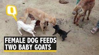 Bizarre yet Adorable Female Dog Feeds Two Hungry Baby Goats  The Quint