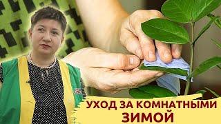 УХОД ЗА КОМНАТНЫМИ РАСТЕНИЯМИ ЗИМОЙ ОБЩИЕ РЕКОМЕНДАЦИИ #сад #огород #комнатныерастения