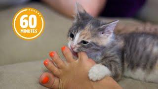 FUNNIEST Kittens and Puppies  Best Bloopers Compilation 