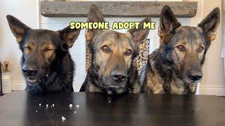 3 German Shepherds Review Foods