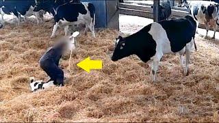 This Farmer couldnt Stop Screaming when he Noticed what his Cow Gave Birth to.