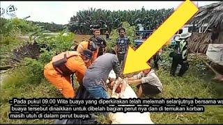 buaya makan anak kecil