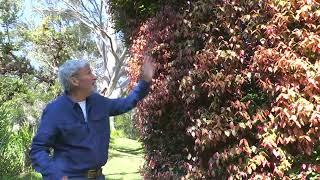 How to get more pink foliage on a Lilly Pilly plant. Burkes Backyard