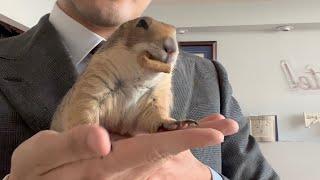 Prairie dog WAHOO bark compilation