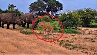 Two Huge Rhinos Scare The Hell Out A Lioness Trying To Poop