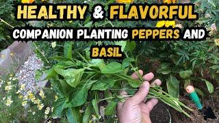 Healthy & Flavorful Companion Planting Peppers and Basil #companionplanting #organicgardening #tips