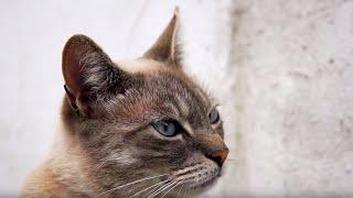 Are These Cats Actually Speaking?  Cats Uncovered  BBC Earth