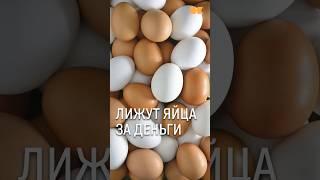 Покупатели лижут яйца чтобы получить миллион #екатеринбург #яйца #роспотребнадзор