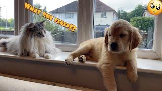 Introducing My Cat To A New Golden Retriever Puppy So Cute