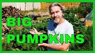 How to Prune Pumpkins for BIGGER Fruit