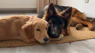 Golden Retriever Puppy And German Shepherd Are The Sweetest Nap Partners