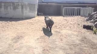 Rhino at Tallinn Zoo