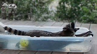 Lion Tail The worlds sweetest raccoon  Texas Backyard Wildlife