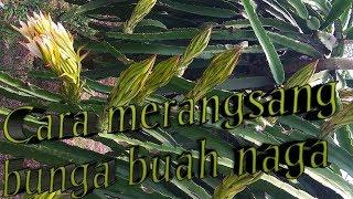 Obat perangsang bunga buah naga merahpenyemprotan perangsang bunga buah naga merah