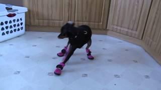 Смешные собаки впервые в жизни примеряют ботинки