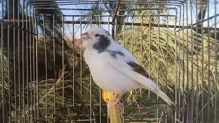 Canary Singing to Stimulate the Female ️