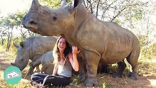Baby Rhinos Run Up To Girl For Kisses And Belly Rubs  Cuddle Buddies