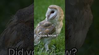 Asymmetrical ears are an owls superpower #naturepbs #wildlife #animalshorts #animals #owl