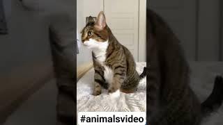 #fypシ゚viral #videoshort #animalsvideo