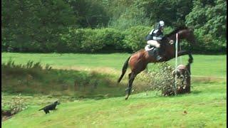 dog chases horse cross country video