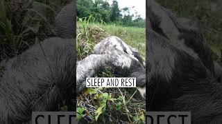 World का सबसे Lazy जानवर? #viral #animals