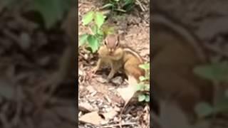 When there are snacks  adorable chipmunk stuffing his cheeks  ️ #shorts #cute #animals
